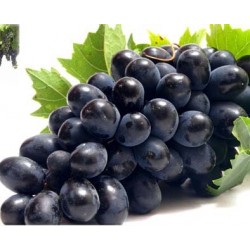 توصیه بهداشتی: برای رفع غم و غصه انگور سیاه یا شیره انگور سیاه مصرف نمایید